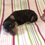 Lilly – Miniature Schnoodle $2800