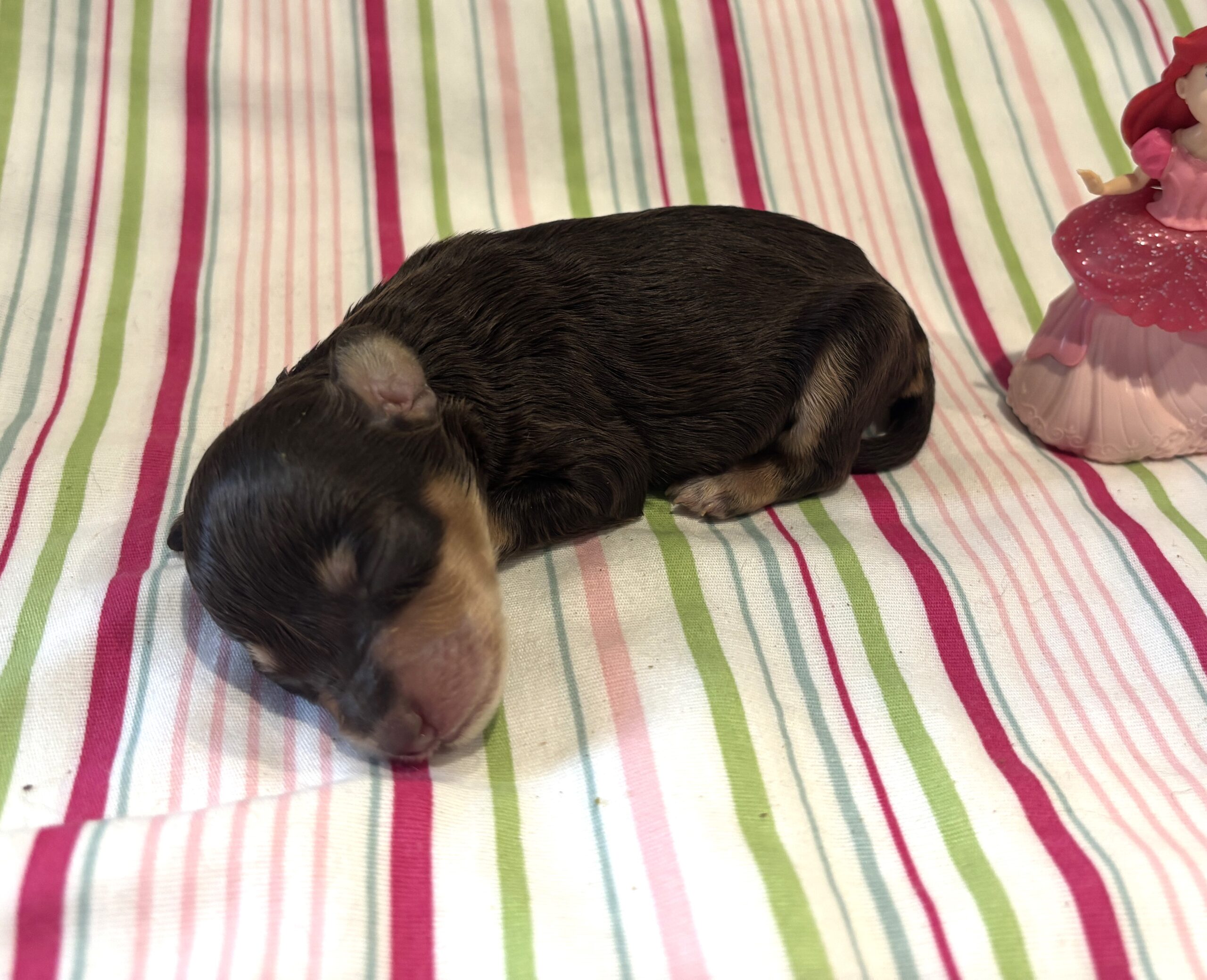 Lilly – Miniature Schnoodle $2800