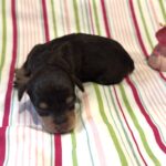 Lilly – Miniature Schnoodle $2800
