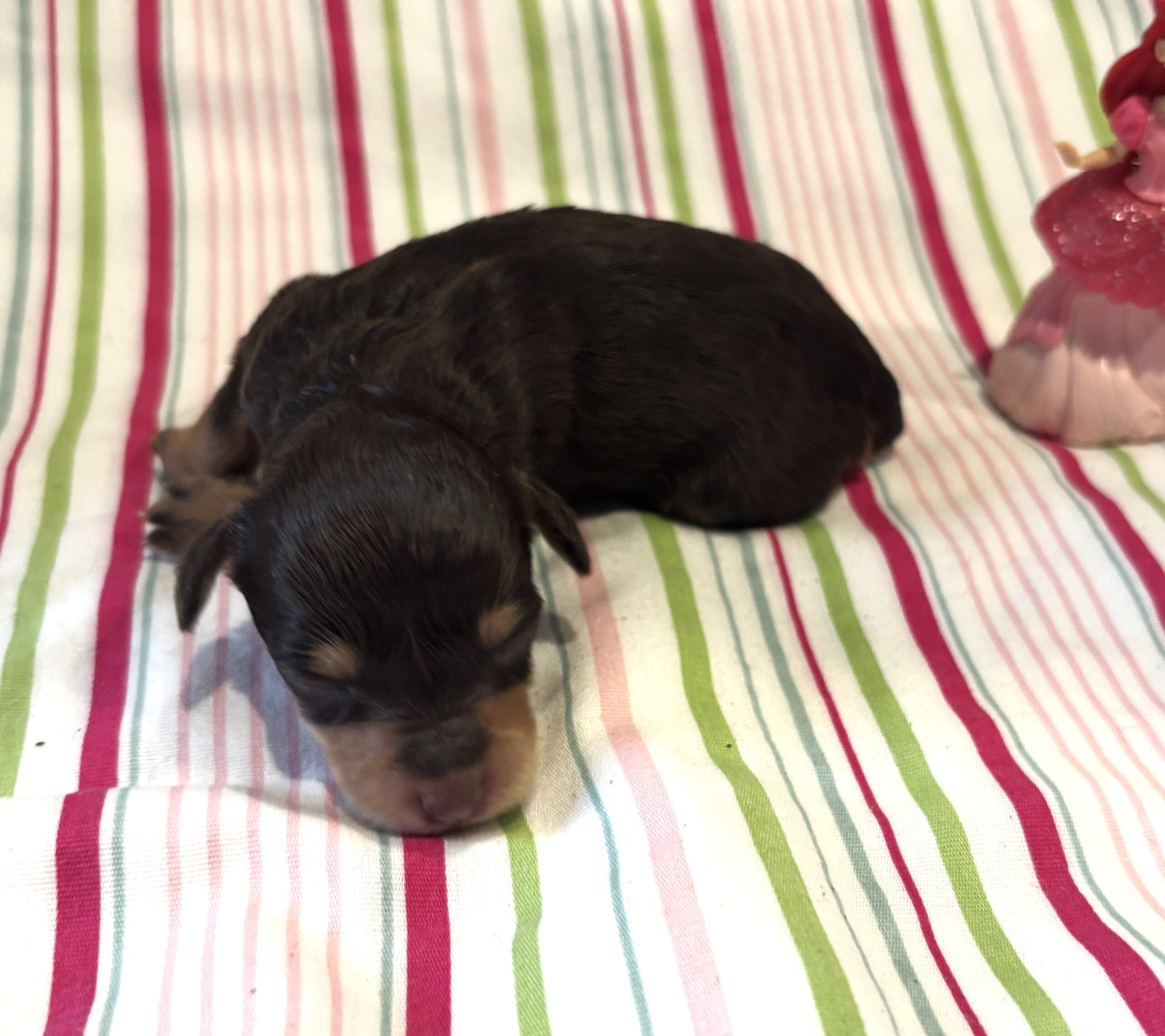 Lilly – Miniature Schnoodle $2800