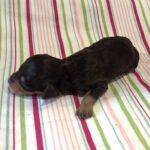 Lilly – Miniature Schnoodle $2800