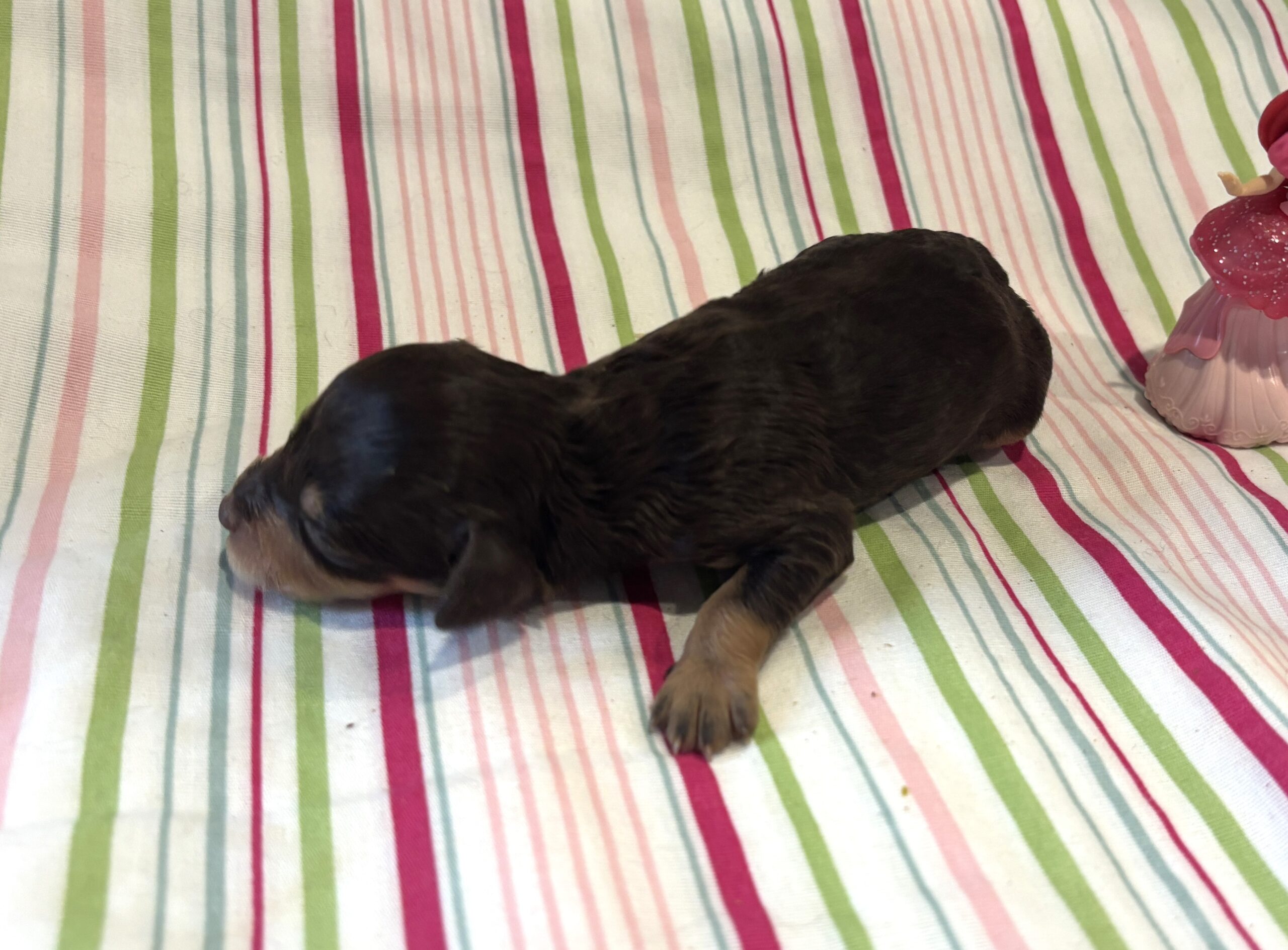 Lilly – Miniature Schnoodle $2800