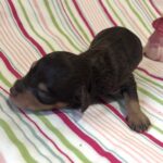 Lilly – Miniature Schnoodle $2800