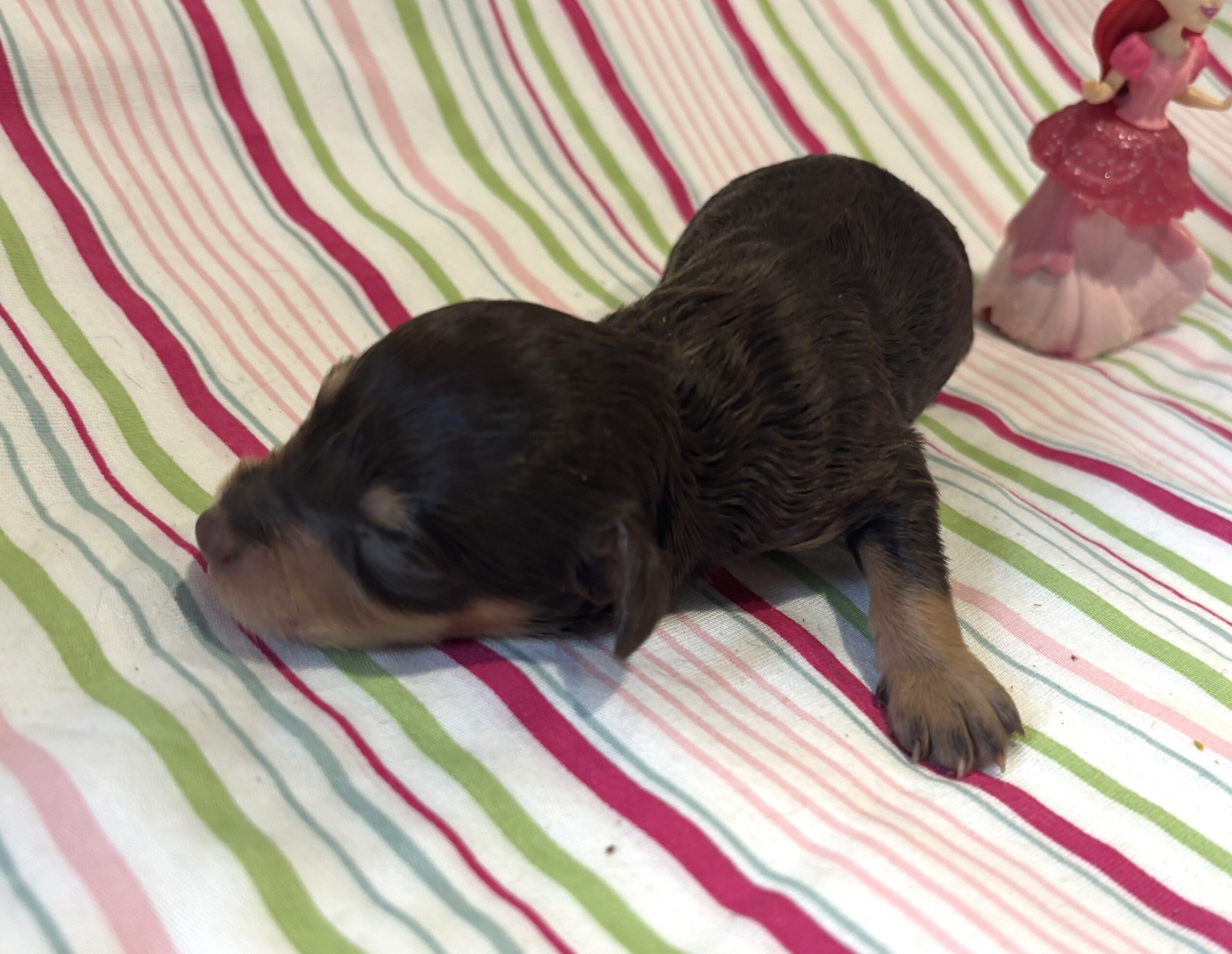 Lilly – Miniature Schnoodle $2800