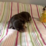 Luna – Miniature Schnoodle $2800