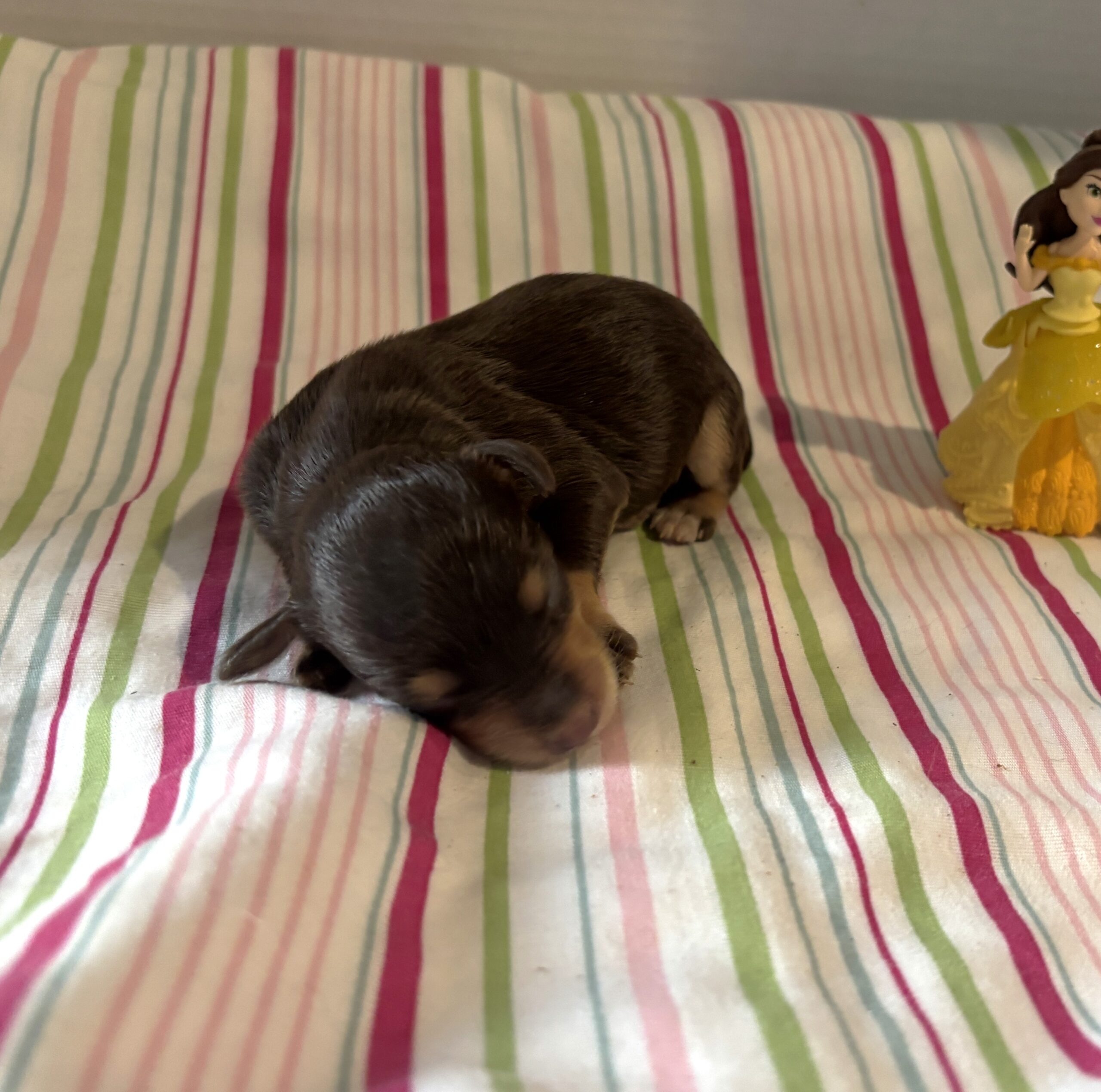 Luna – Miniature Schnoodle $2800