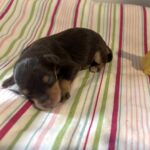 Luna – Miniature Schnoodle $2800