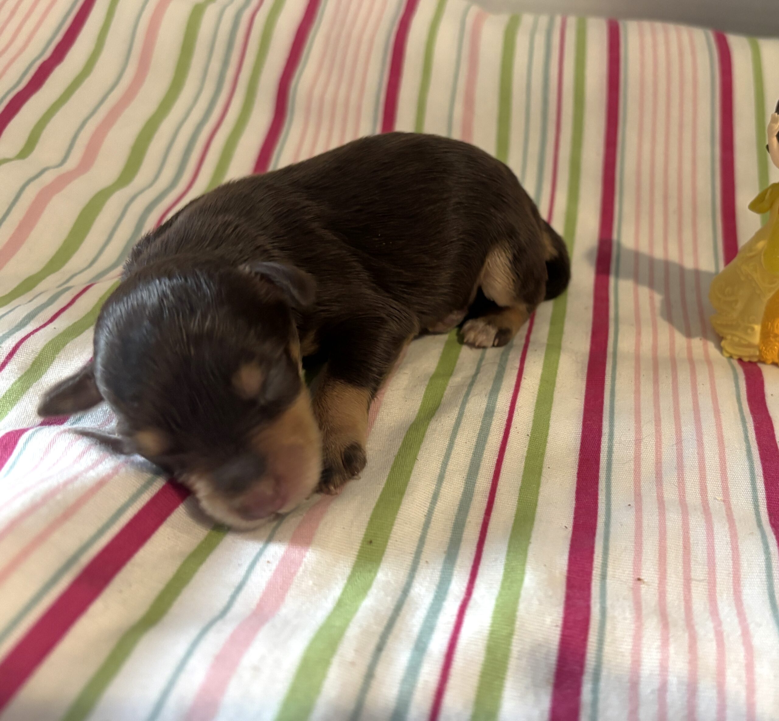 Luna – Miniature Schnoodle $2800