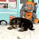 LUNA – Miniature Schnoodle $2500