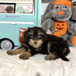 LUNA – Miniature Schnoodle $2500