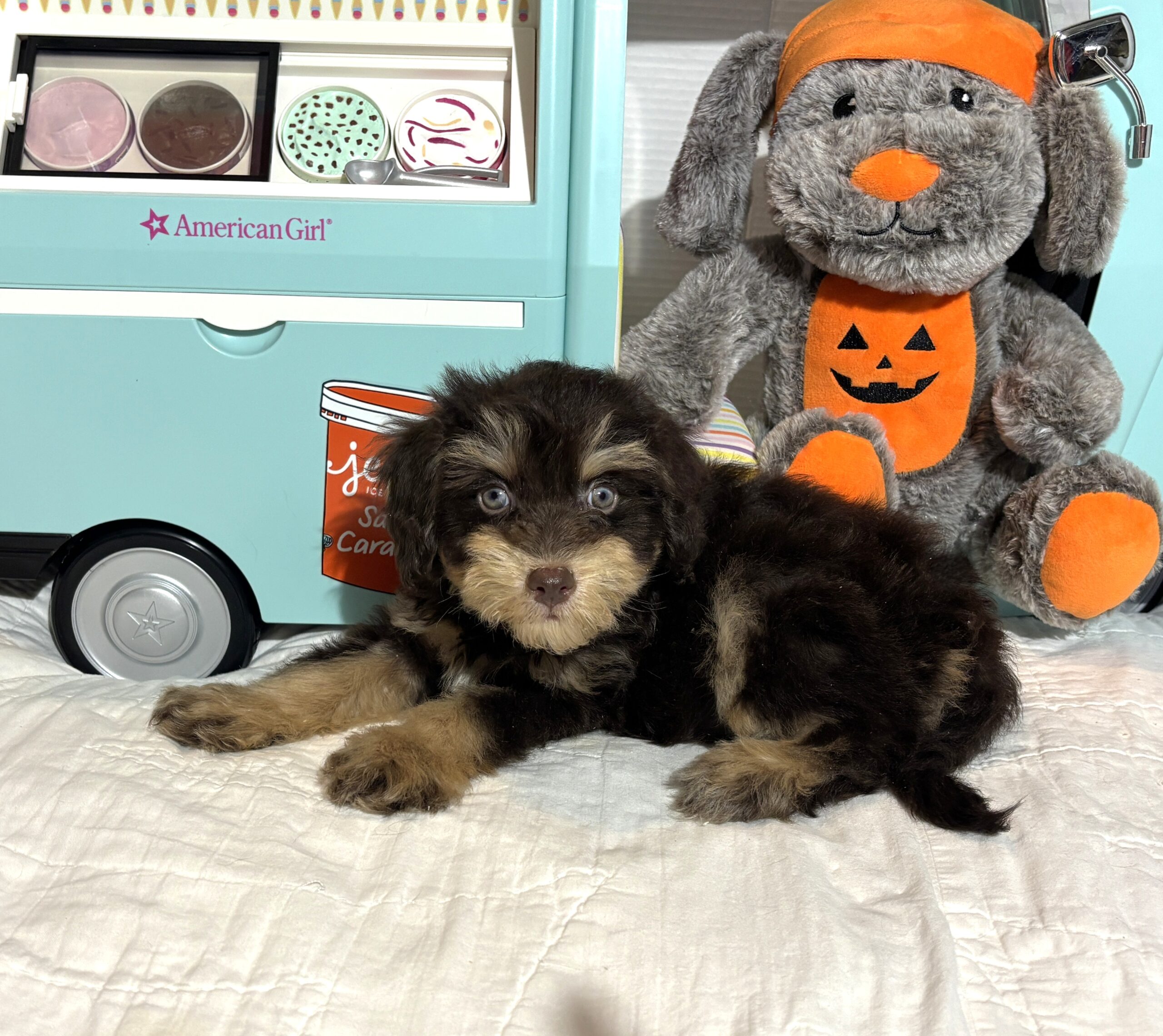 LUNA – Miniature Schnoodle $2500
