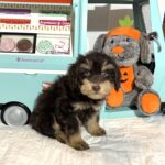 LUNA – Miniature Schnoodle $2500