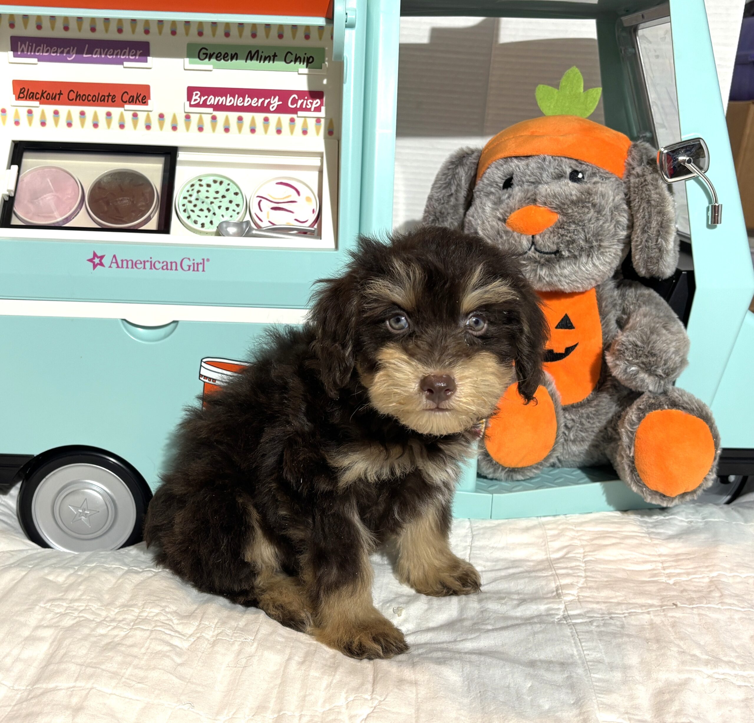 LUNA – Miniature Schnoodle $2500