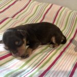 Luna – Miniature Schnoodle $2800
