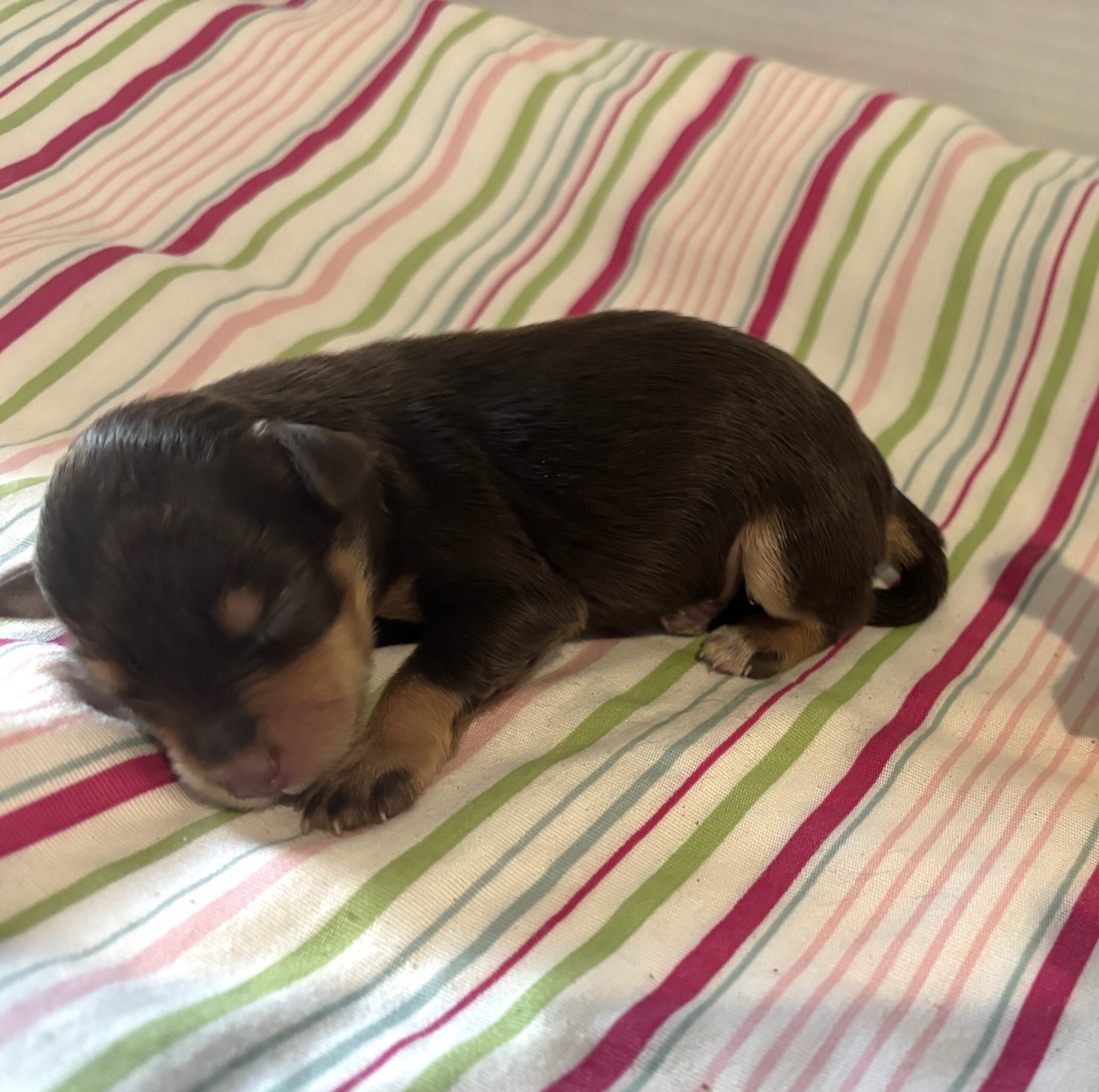 Luna – Miniature Schnoodle $2800