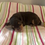 Luna – Miniature Schnoodle $2800