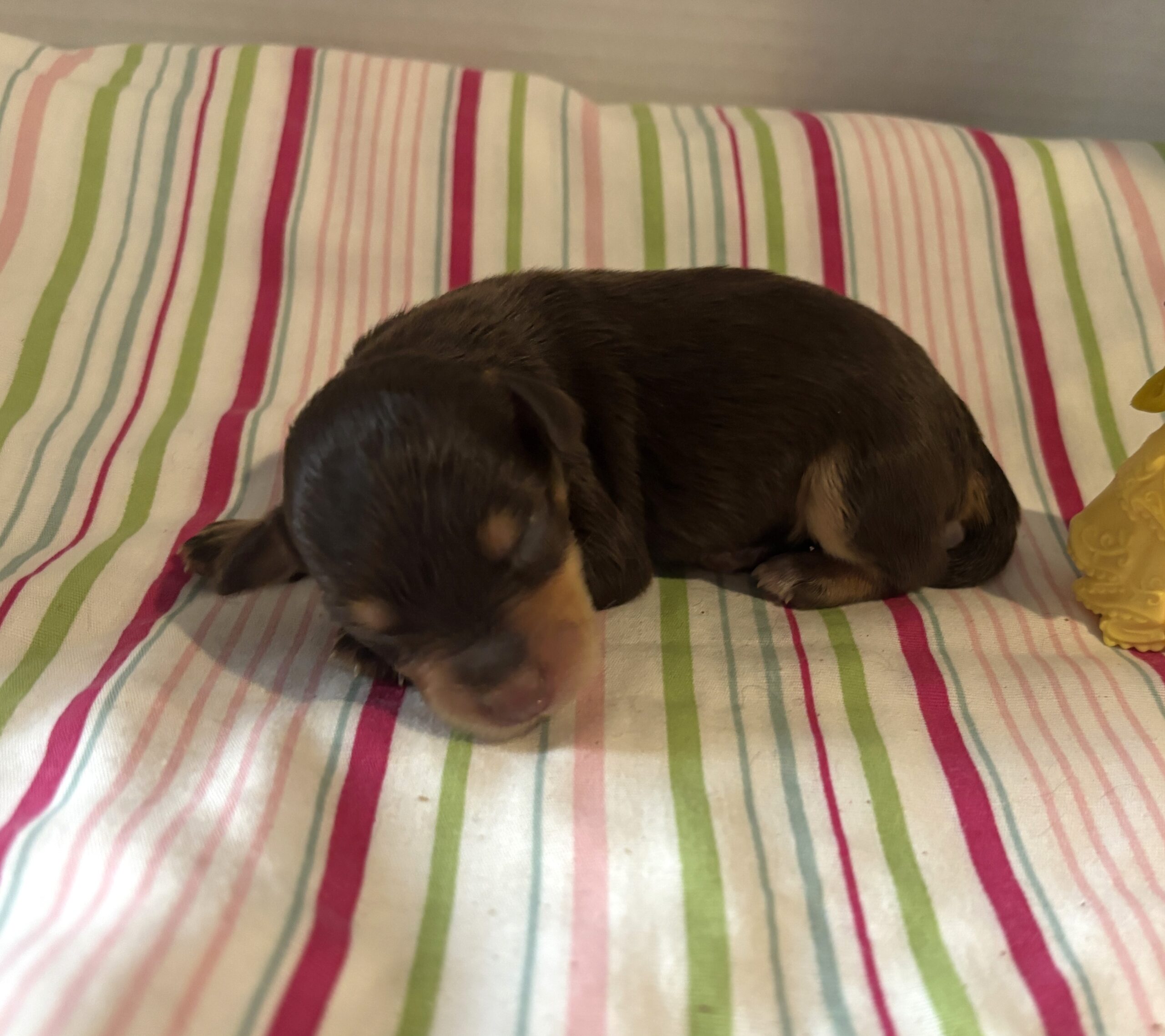 Luna – Miniature Schnoodle $2800