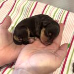 Luna – Miniature Schnoodle $2800