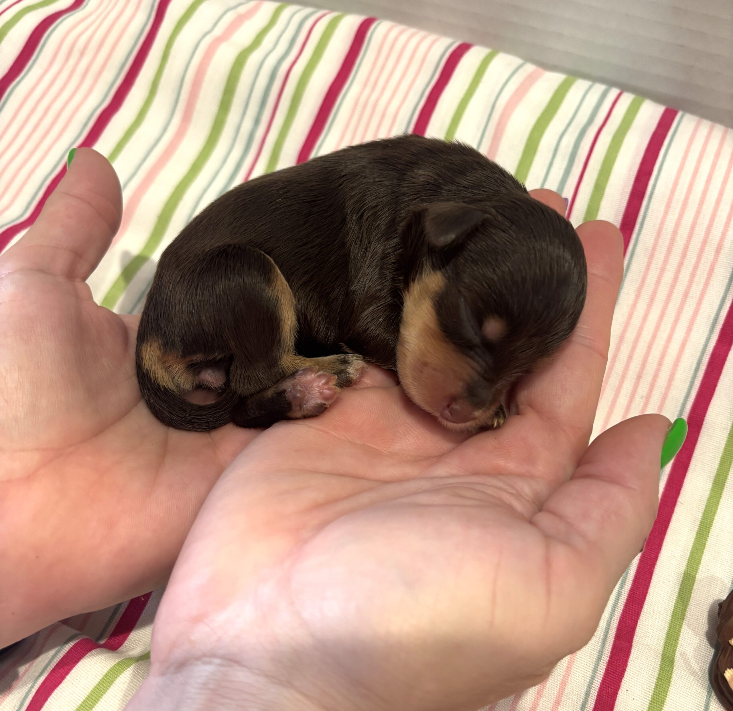 Luna – Miniature Schnoodle $2800