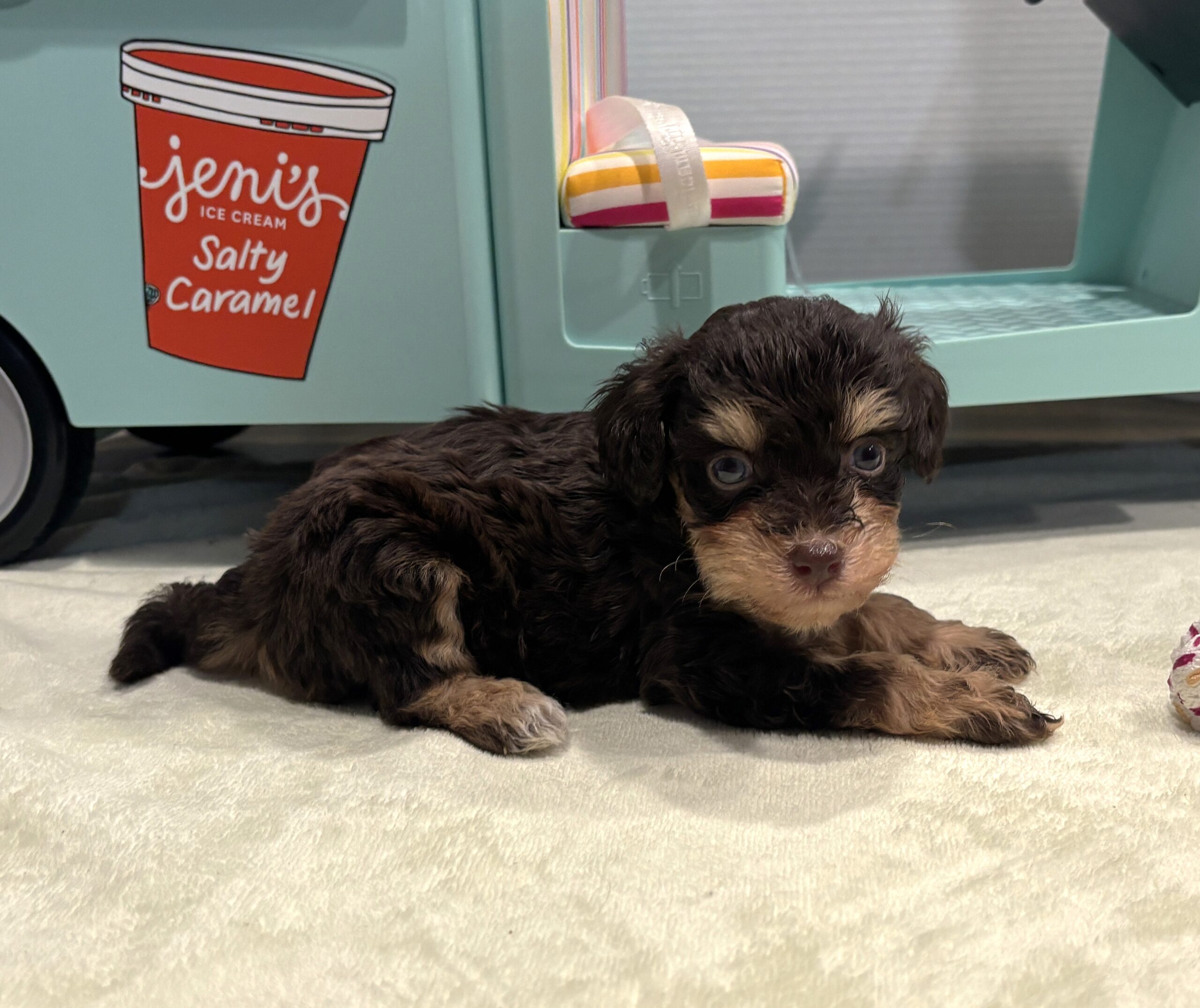LUNA – Miniature Schnoodle $2800