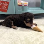 LUNA – Miniature Schnoodle $2800