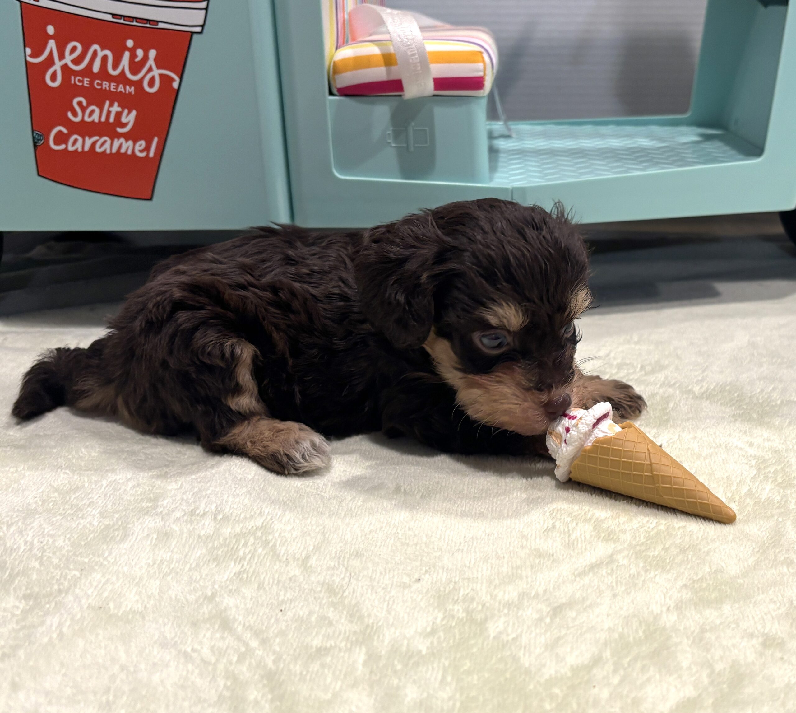 LUNA – Miniature Schnoodle $2800
