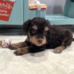 LUNA – Miniature Schnoodle $2800