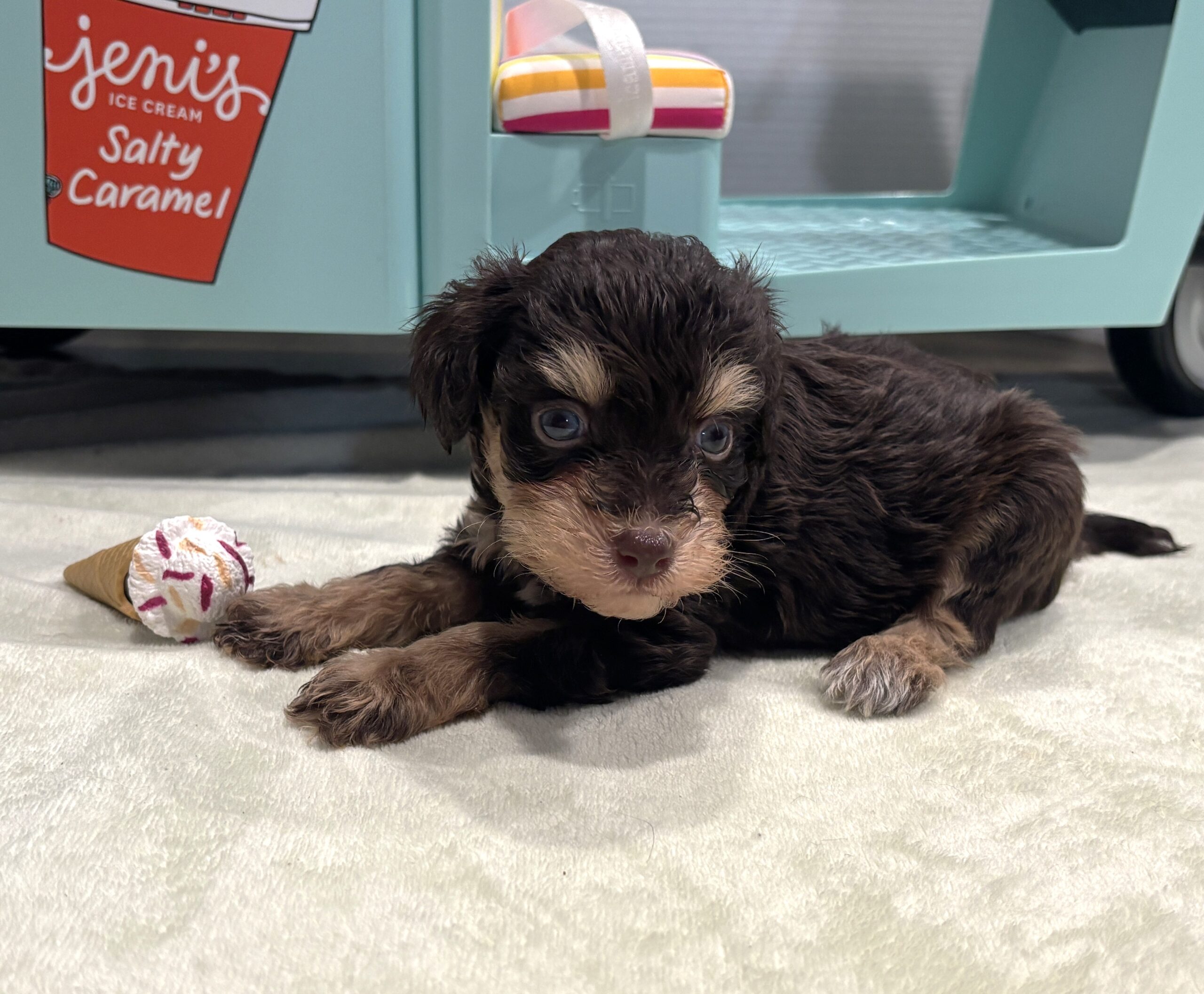 LUNA – Miniature Schnoodle $2800