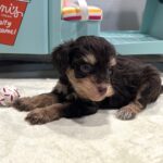 LUNA – Miniature Schnoodle $2800