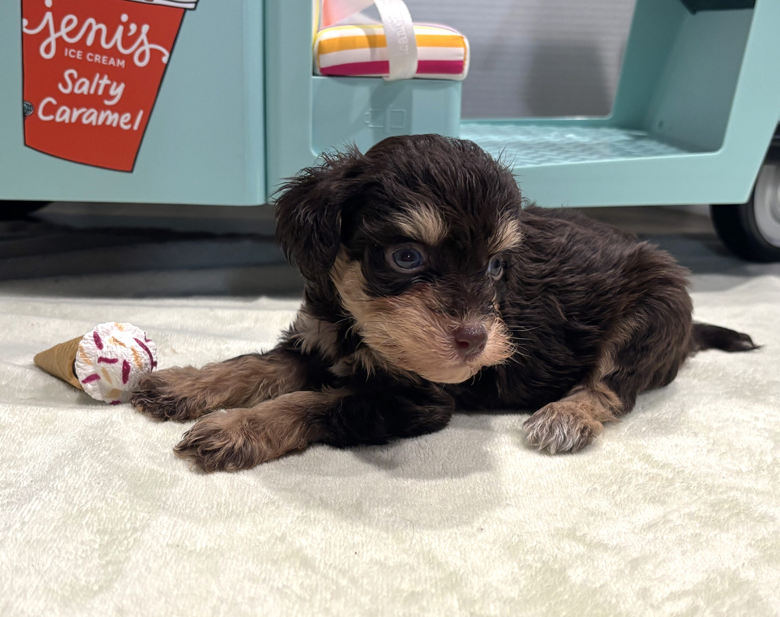 LUNA – Miniature Schnoodle $2800