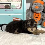 LUNA – Miniature Schnoodle $2500