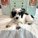 MAIZIE – Miniature Schnauzer / SALE! $600