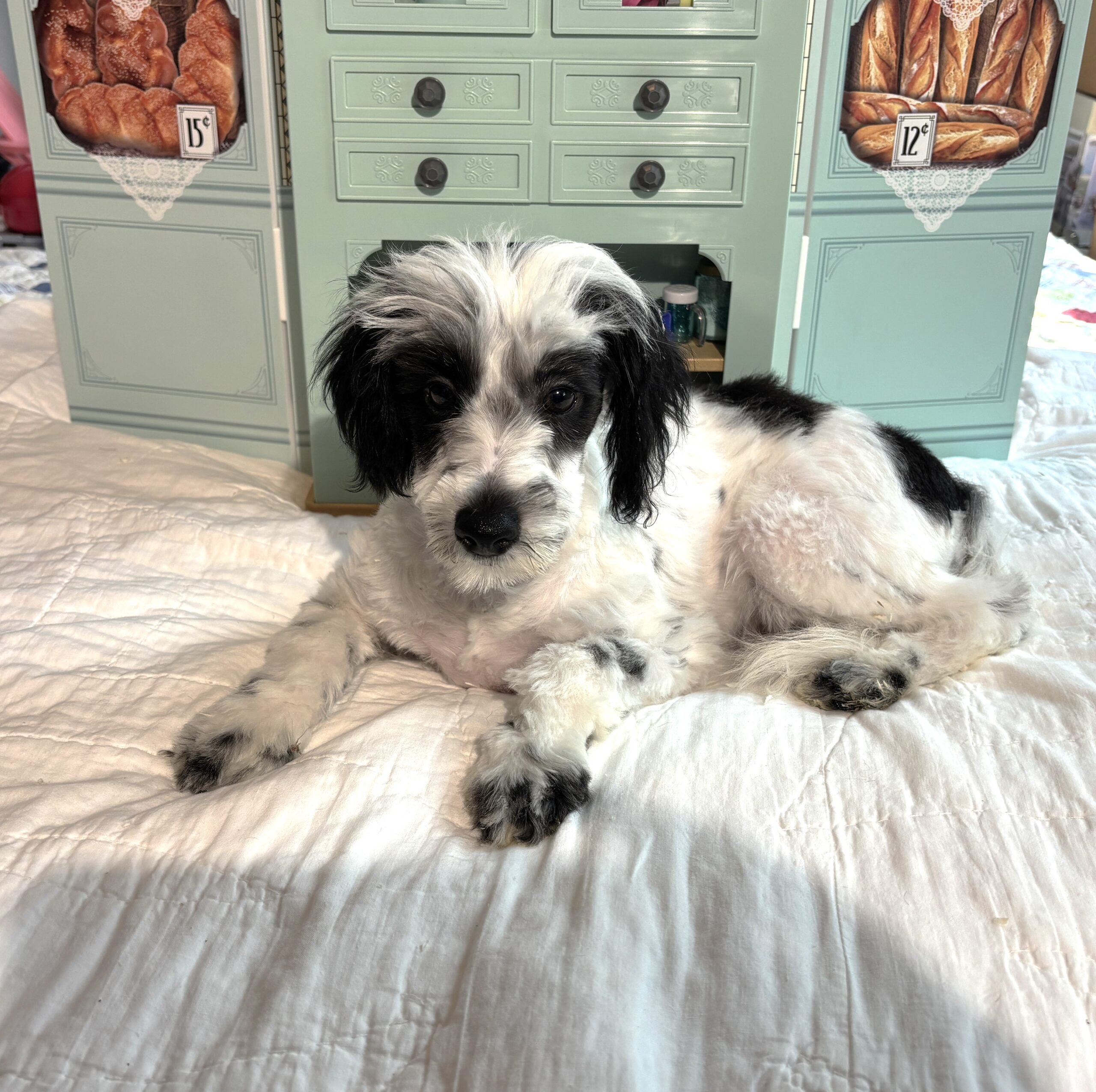 MAIZIE – Miniature Schnauzer / SALE! $600