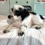 MAIZIE – Miniature Schnauzer / SALE! $600