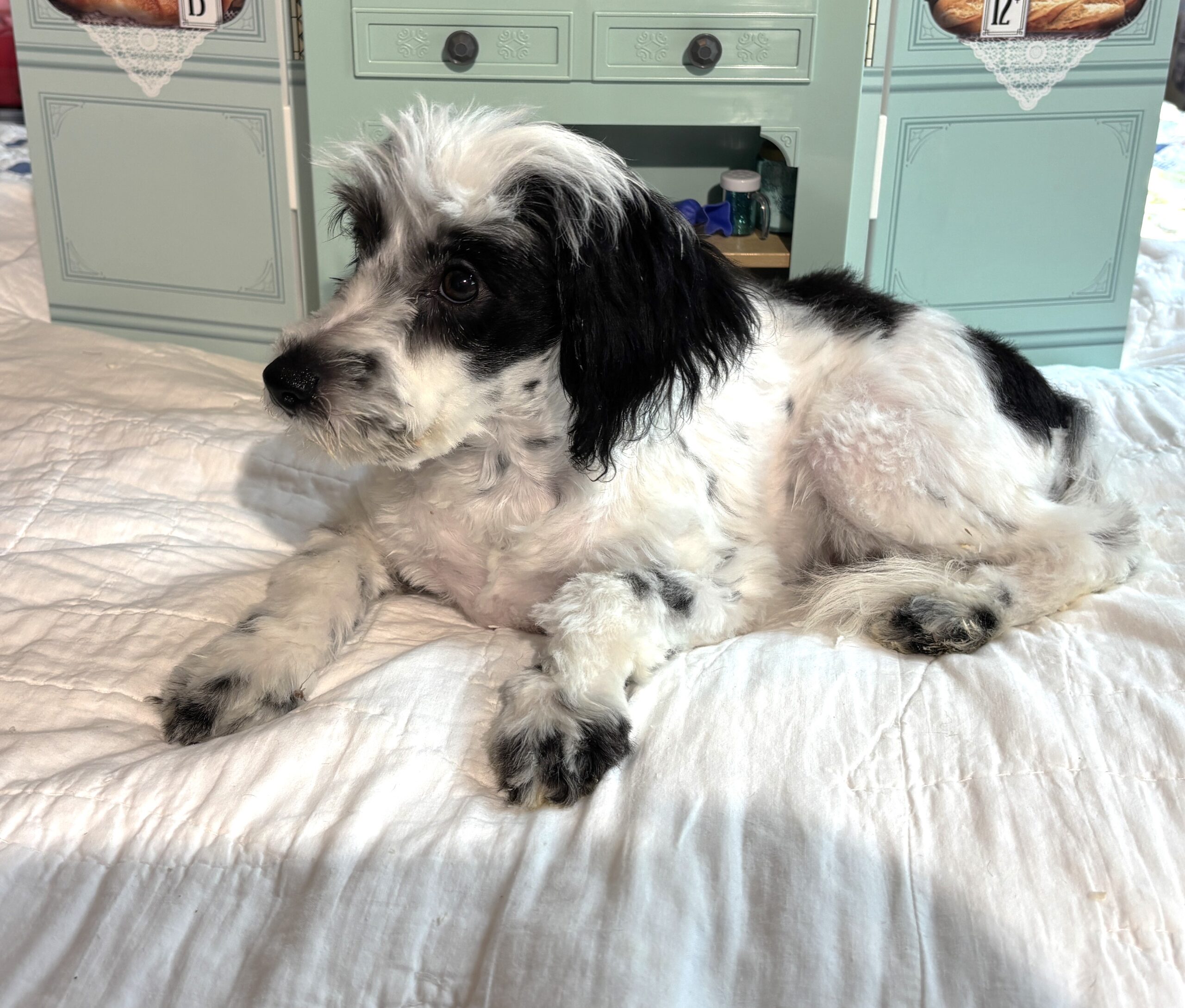 MAIZIE – Miniature Schnauzer / SALE! $600