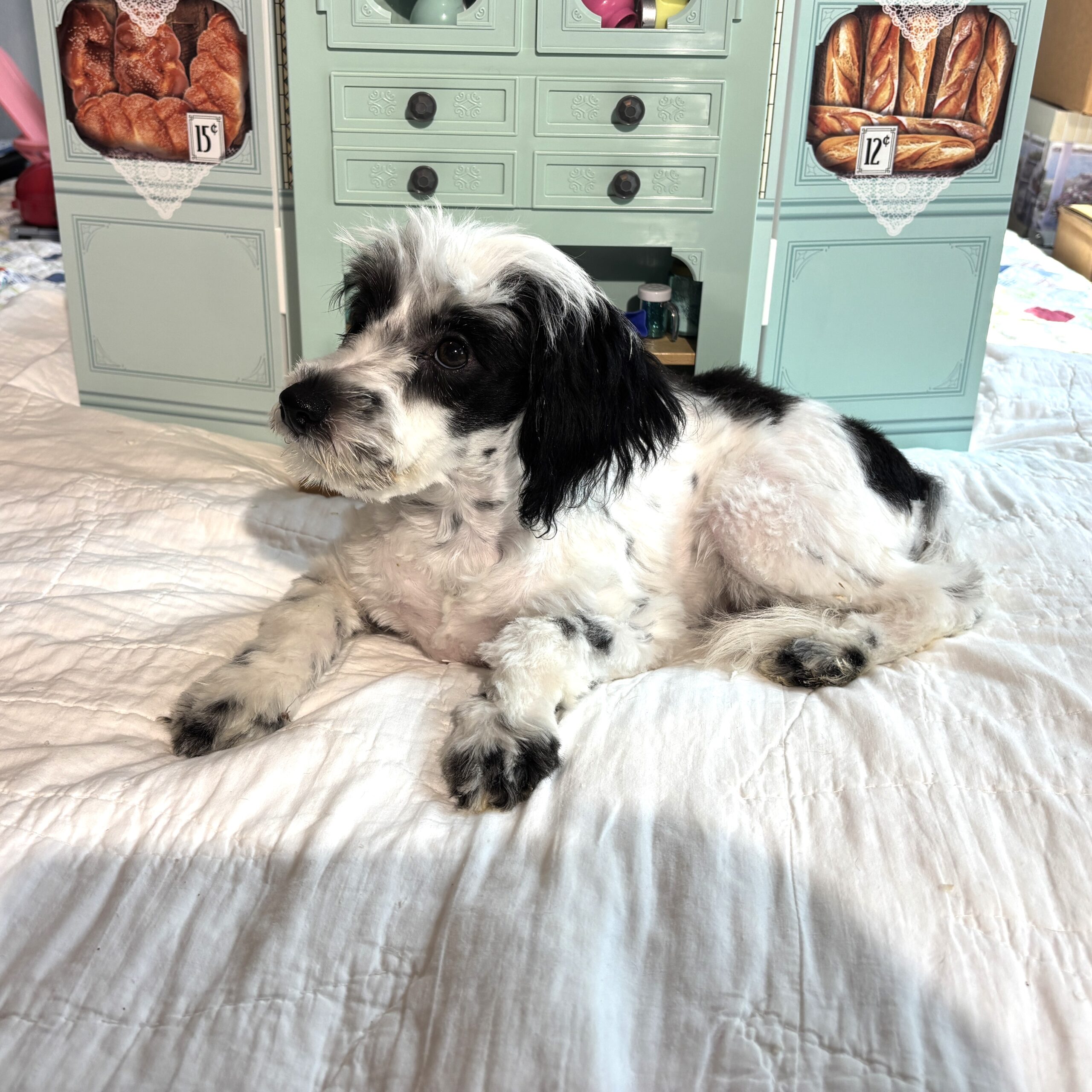 MAIZIE – Miniature Schnauzer / SALE! $600
