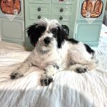 MAIZIE – Miniature Schnauzer / SALE! $600