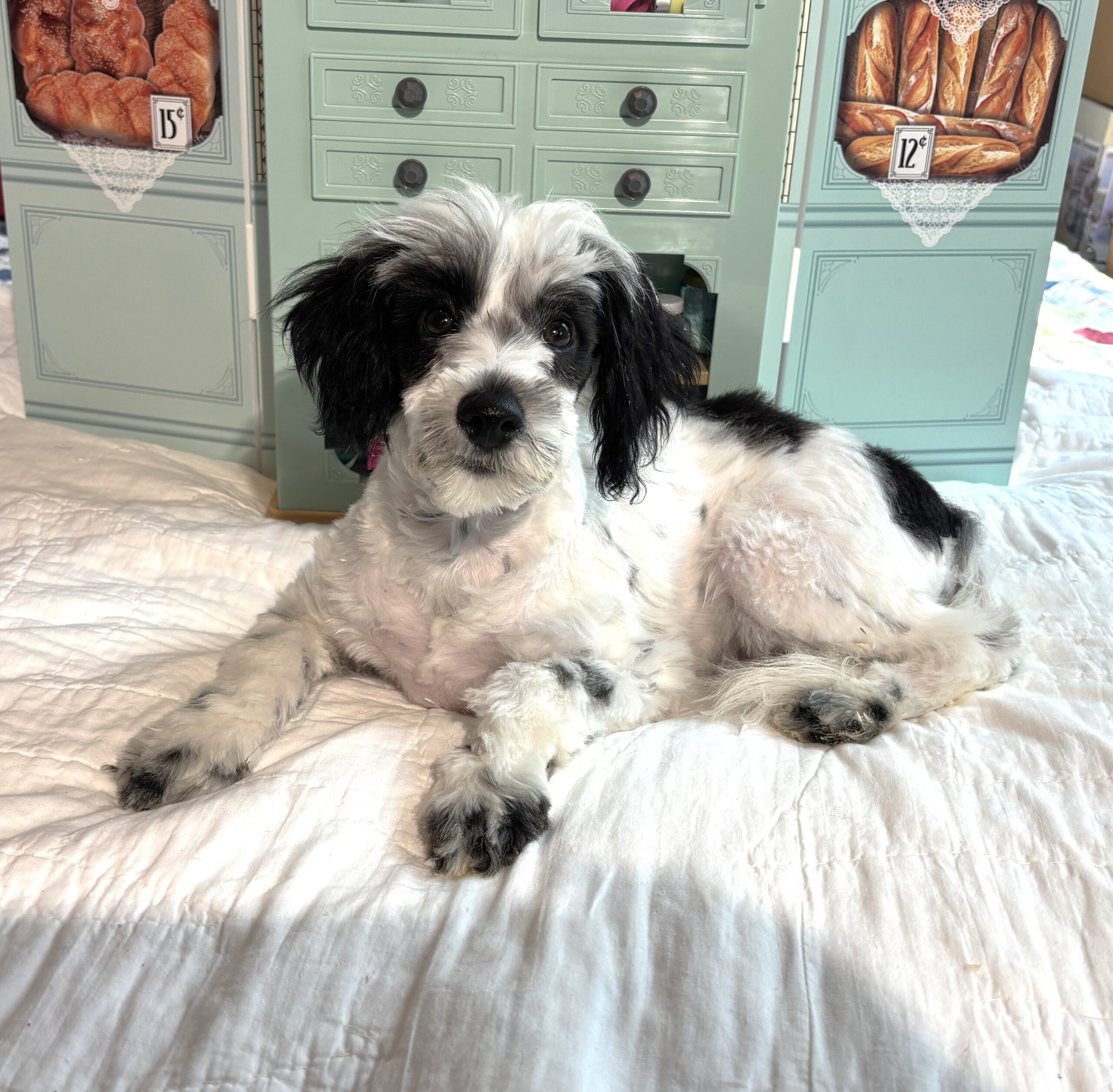 MAIZIE – Miniature Schnauzer / SALE! $600