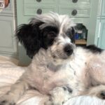 MAIZIE – Miniature Schnauzer / SALE! $600