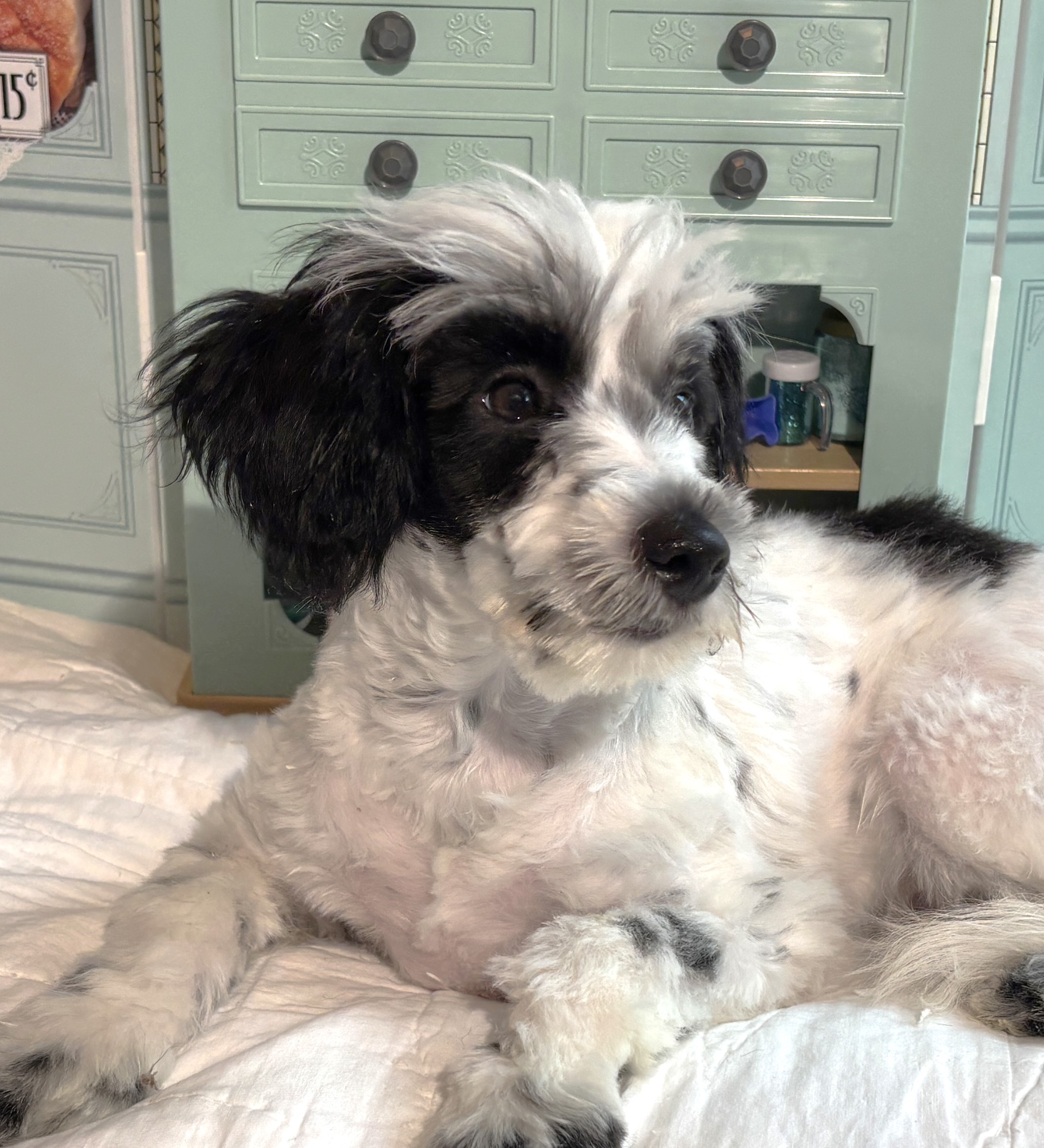 MAIZIE – Miniature Schnauzer / SALE! $600