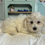 MATRIX – Chonzer / SALE! $1000