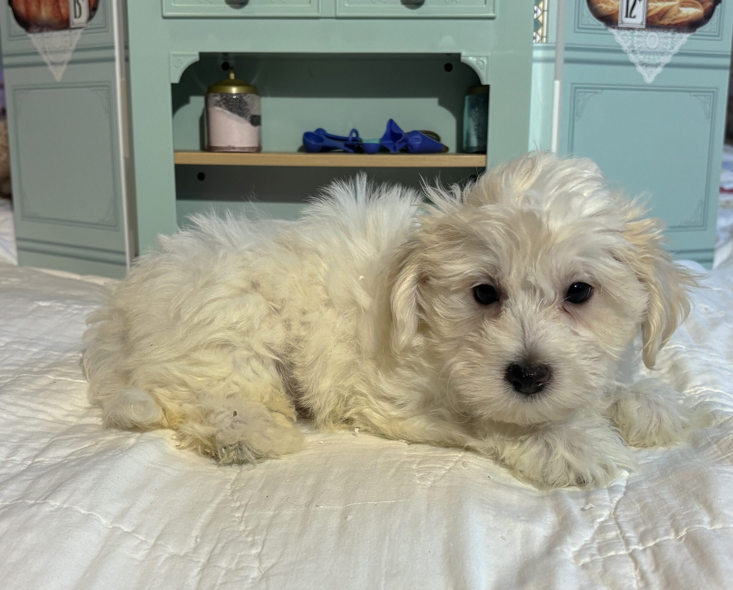 MATRIX – Chonzer / SALE! $1000