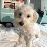 MATRIX – Chonzer $1500