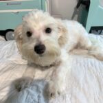 MATRIX – Chonzer $1500