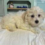 MATRIX – Chonzer / SALE! $1000