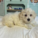 MATRIX – Chonzer / SALE! $1000