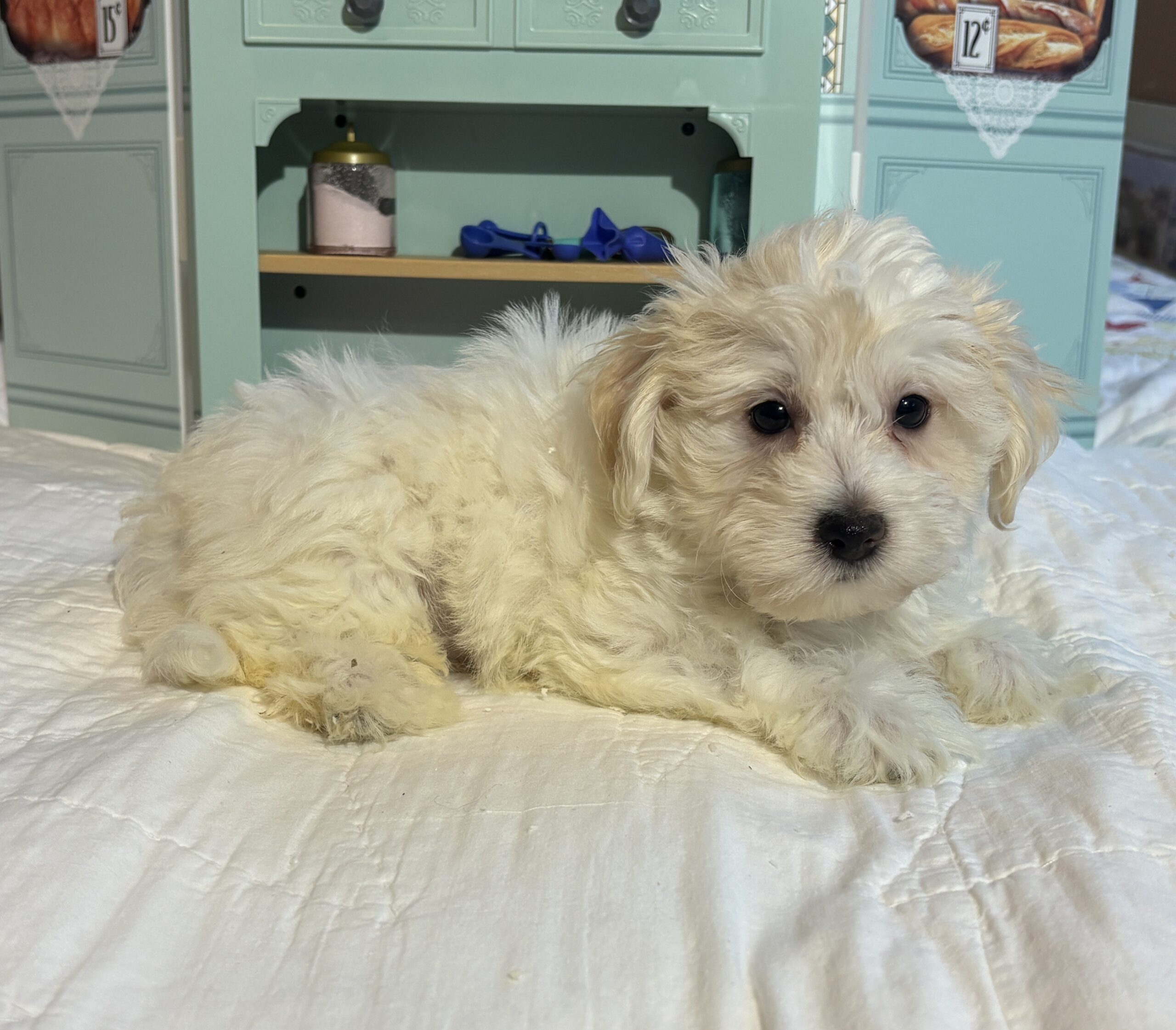 MATRIX – Chonzer / SALE! $1000