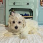 MATRIX – Chonzer / SALE! $1000
