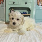 MATRIX – Chonzer / SALE! $1000