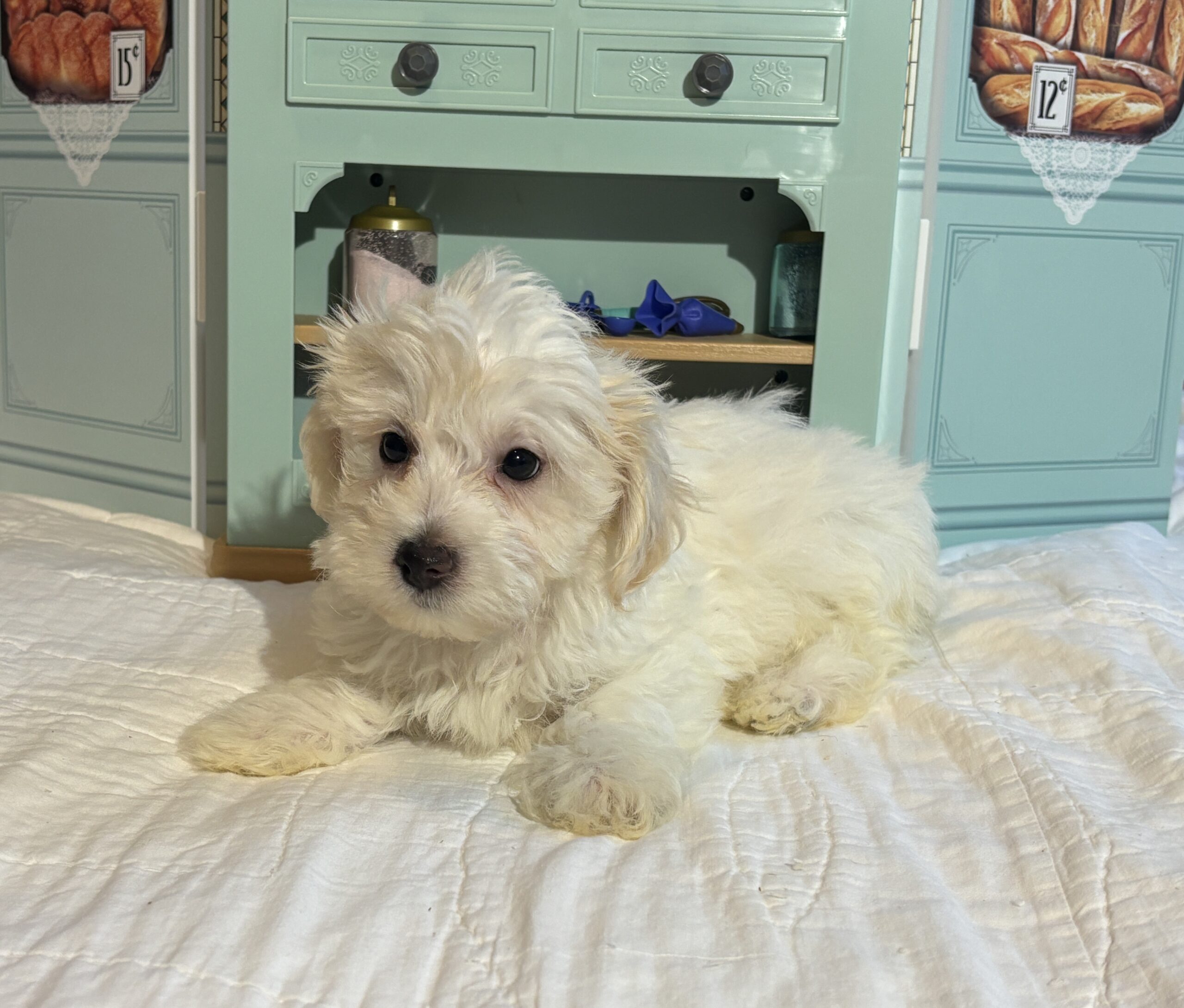 MATRIX – Chonzer / SALE! $1000